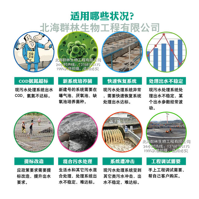 产品名称:【群林生物】反硝化细菌